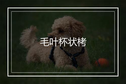 毛叶杯状栲