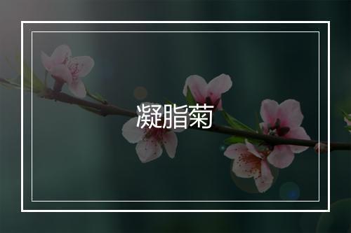 凝脂菊