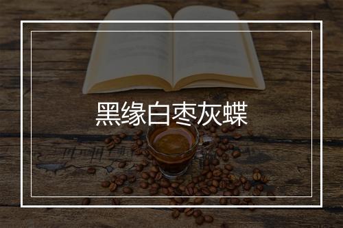 黑缘白枣灰蝶