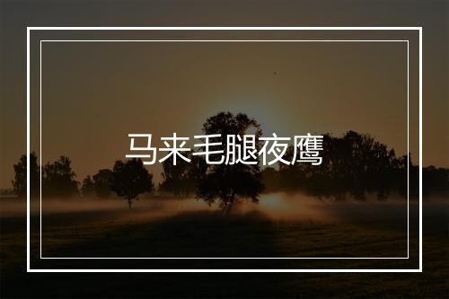 马来毛腿夜鹰