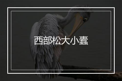 西部松大小蠹