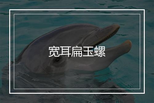 宽耳扁玉螺