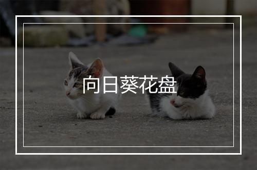 向日葵花盘