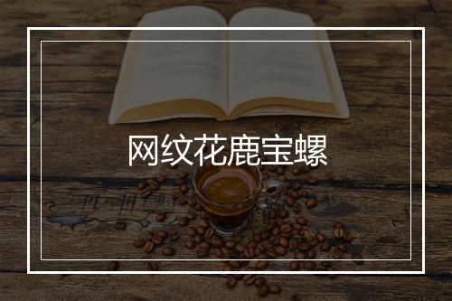 网纹花鹿宝螺