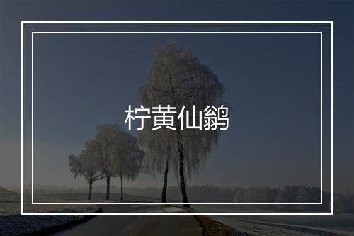 柠黄仙鹟