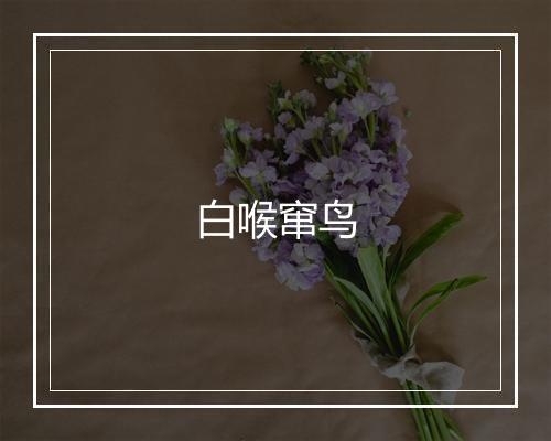 白喉窜鸟