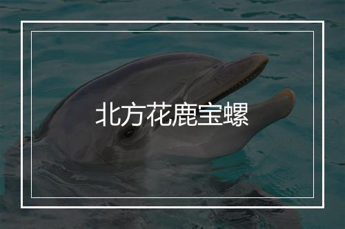 北方花鹿宝螺