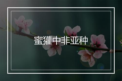 蜜獾中非亚种