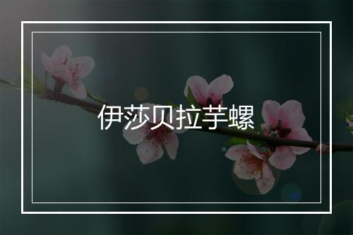 伊莎贝拉芋螺