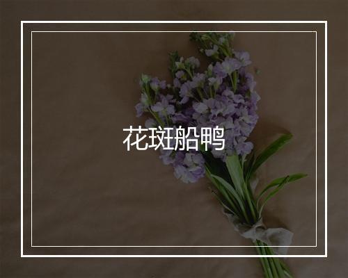 花斑船鸭