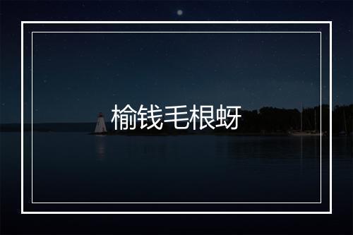 榆钱毛根蚜