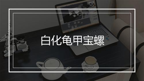 白化龟甲宝螺