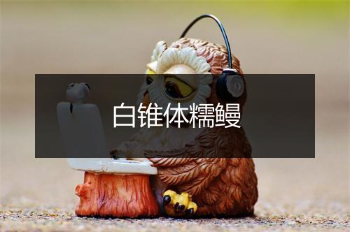 白锥体糯鳗