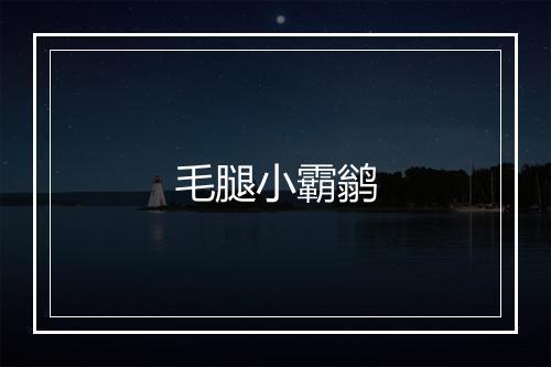 毛腿小霸鹟