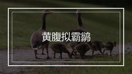 黄腹拟霸鹟