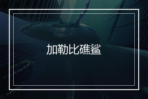 加勒比礁鲨