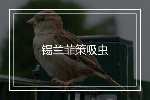 锡兰菲策吸虫