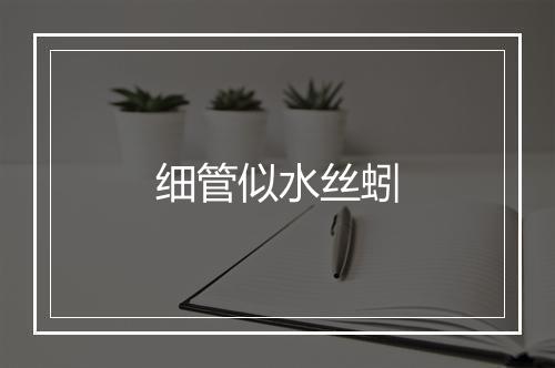 细管似水丝蚓