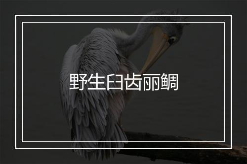 野生臼齿丽鲷