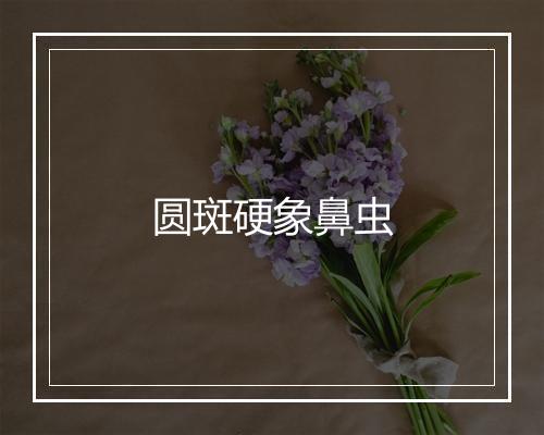 圆斑硬象鼻虫