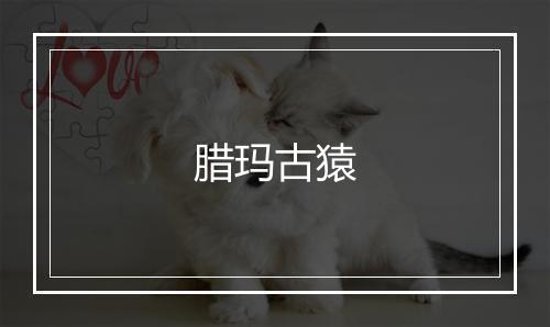 腊玛古猿