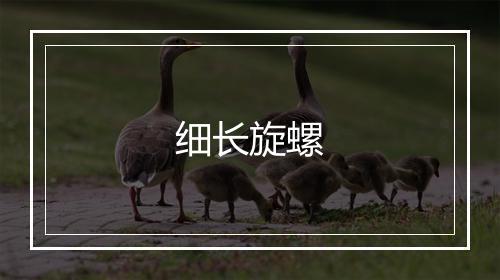 细长旋螺