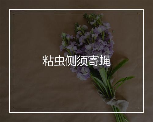 粘虫侧须寄蝇