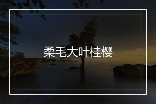 柔毛大叶桂樱