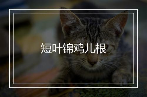 短叶锦鸡儿根