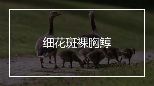 细花斑裸胸鯙