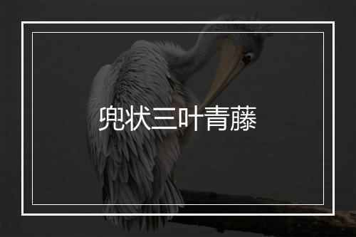 兜状三叶青藤