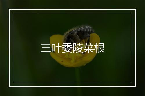 三叶委陵菜根