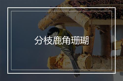 分枝鹿角珊瑚