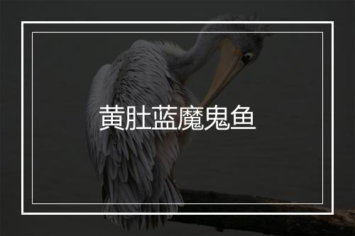 黄肚蓝魔鬼鱼