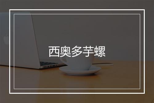 西奥多芋螺