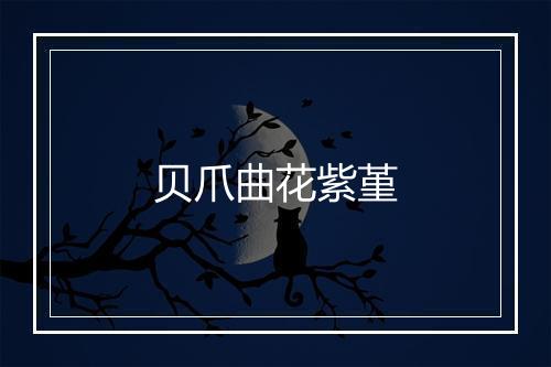 贝爪曲花紫堇