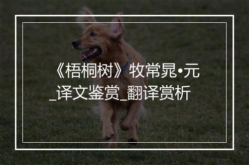 《梧桐树》牧常晁•元_译文鉴赏_翻译赏析