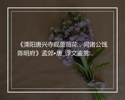 《溧阳唐兴寺观蔷薇花，同诸公饯陈明府》孟郊•唐_译文鉴赏_翻译赏析