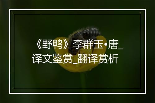 《野鸭》李群玉•唐_译文鉴赏_翻译赏析