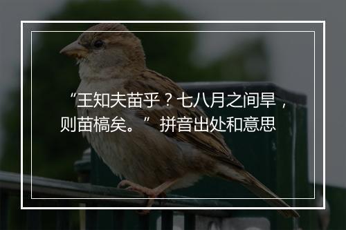 “王知夫苗乎？七八月之间旱，则苗槁矣。”拼音出处和意思