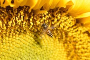 蜜蜂幼虫功效与作用